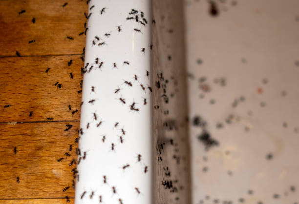 Best Mosquito Control Services  in Janesville, IA