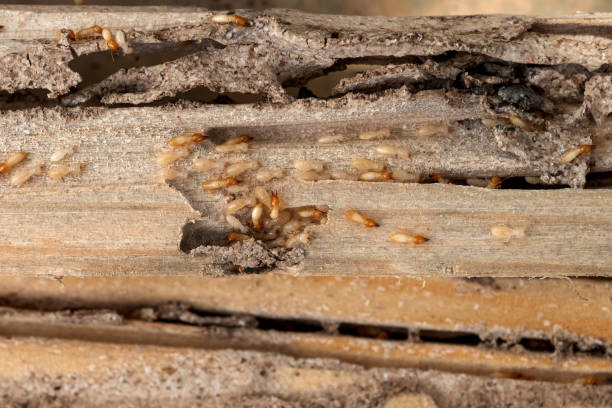 Best Pest Inspection Near Me  in Janesville, IA